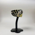 Zebra Snail Cup