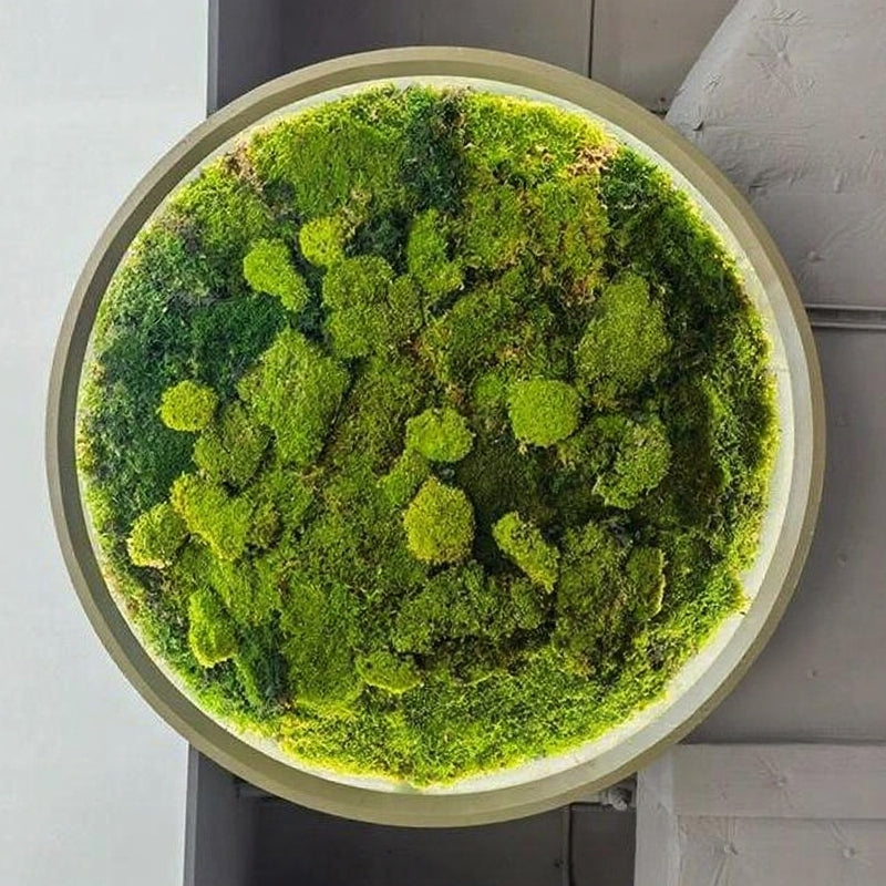 Biophilic LED Ring Chandelier with Preserved Moss