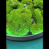 Biophilic LED Ring Chandelier with Preserved Moss video preview